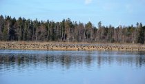 Laukinių žąsų rojus